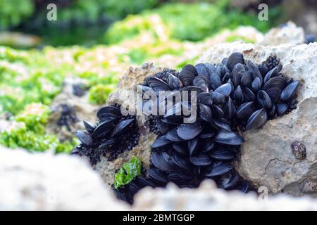 Many tiny black mussel shells in a group on a rock near the sea. Bright green sea weeds and grass in the background. Often found in shallow waters Stock Photo