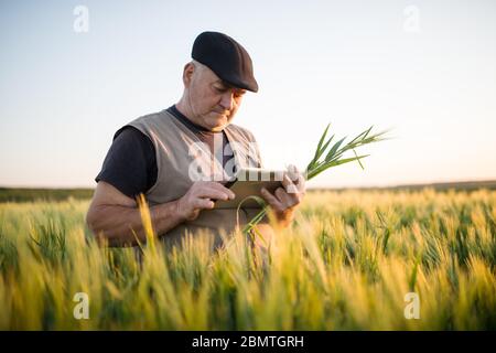 Senior farmer standing in wheat field holding tablet in his hand and examining crop. Stock Photo