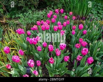 Single variety of a Tulipa Louvre planted en masse at Chenies Manor sunken garden. Pretty pale mauve tulip display. Stock Photo