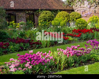 Terraced plant borders with colourful tulips by the tearoom at Chenies Manor sunken garden in April.Pink, mauve, red tulips and acid-green euphorbia. Stock Photo