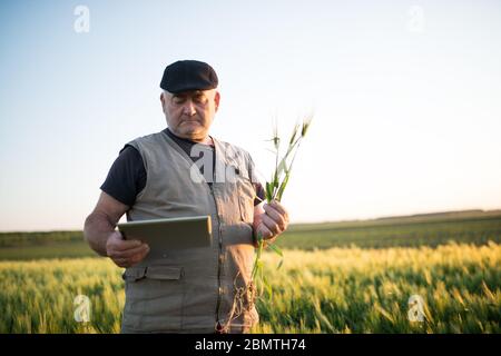 Senior farmer in field examining wheat corp and using tablet. Stock Photo