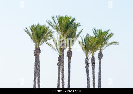 Group of cups of palm tree on the beach of Roquetas de Mar. August 14, 2019. Roquetas de Mar Almeria. Spain. Travel Tourism Holidays Stock Photo