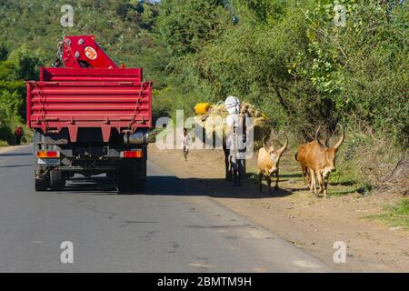 Korem, Ethiopia - Nov 2018: Cattle and camel transporting things on the road between traffic on ethiopian road Stock Photo