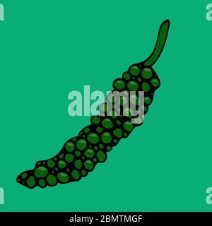 Vector hand drawn illustration of black pepper. Sketch of farm and garden spicy vegetable. Isolated icon on green background. Harvesting season element Stock Vector