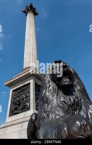 Nelson's Column and Lion Statue, Trafalgar Square, London, UK Stock Photo