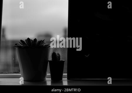 Cactae standing on the windowsill in Black and white Stock Photo