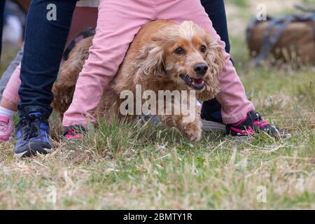 Cocker spaniel passing through children's legs that form a tunnel Stock Photo