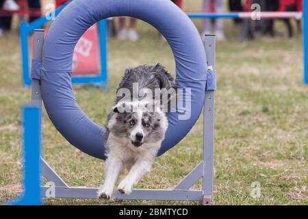 Border Collie doing an agility test. Stock Photo