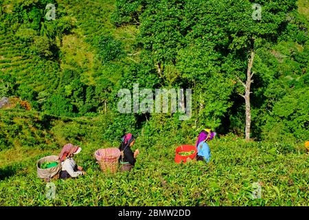 India, West Bengal, Darjeeling, Phubsering Tea Garden, tea garden, tea picker picking tea leaves Stock Photo