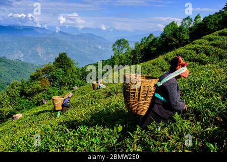 India, West Bengal, Darjeeling, Phubsering Tea Garden, tea garden, tea picker picking tea leaves Stock Photo