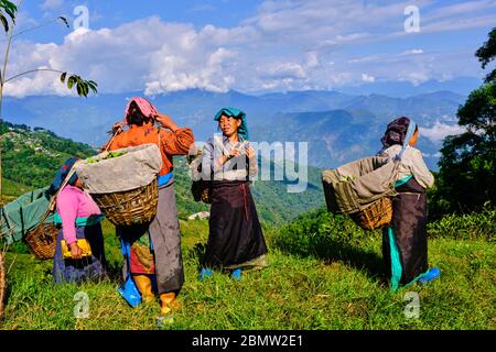 India, West Bengal, Darjeeling, Phubsering Tea Garden, tea garden, tea picker picking tea leaves Stock Photo