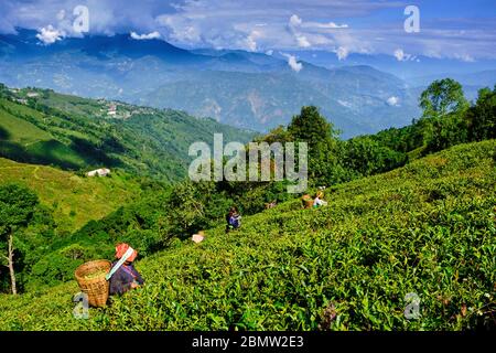 India, West Bengal, Darjeeling, Phubsering Tea Garden, tea garden, tea picker picking tea leaves Stock Photo