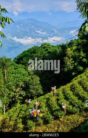 India, West Bengal, Darjeeling, Phubsering Tea Garden, tea garden, tea picker picking tea leaves Stock Photo