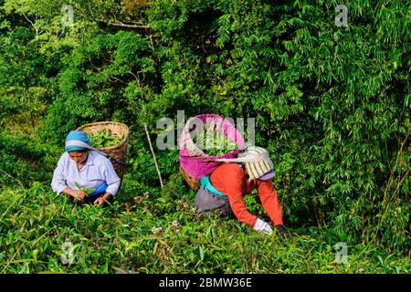 India, West Bengal, Darjeeling, Phubsering Tea Garden, tea garden, tea picker picking tea leaves Stock Photo