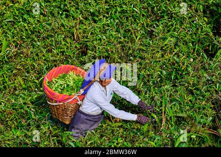 India, West Bengal, Darjeeling, Phubsering Tea Garden, tea garden, tea picker picking tea leaves Stock Photo