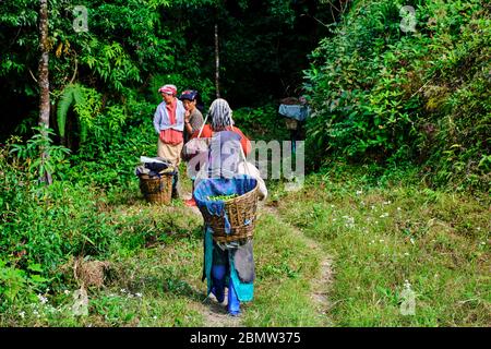 India, West Bengal, Darjeeling, Phubsering Tea Garden, tea garden, tea picker picking tea leaves Stock Photo