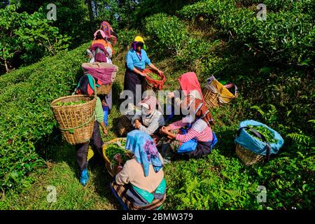 India, West Bengal, Darjeeling, Phubsering Tea Garden, tea garden, tea picker picking tea leaves Stock Photo