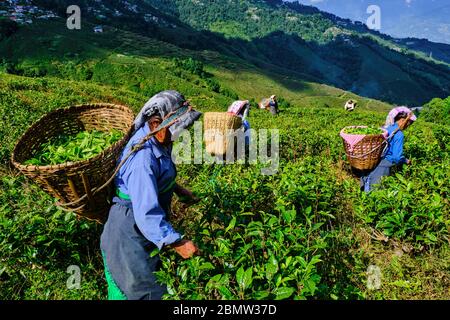 India, West Bengal, Darjeeling, Phubsering Tea Garden, tea garden, tea picker picking tea leaves Stock Photo