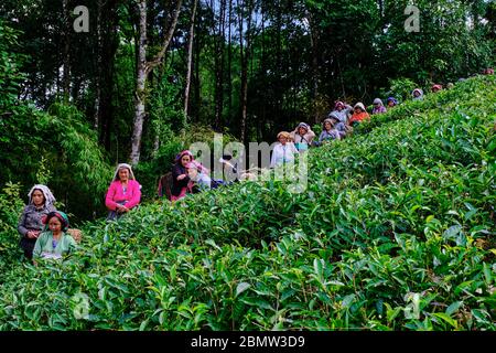 India, West Bengal, Darjeeling, Phubsering Tea Garden, tea garden, tea picker picking tea leaves Stock Photo