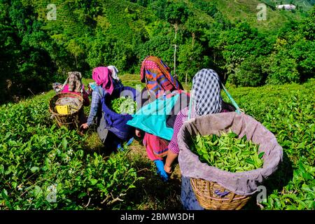 India, West Bengal, Darjeeling, Phubsering Tea Garden, tea garden, tea picker picking tea leaves Stock Photo