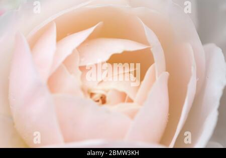 Romantic background, delicate cream pink roses flowers close-up. Stock Photo