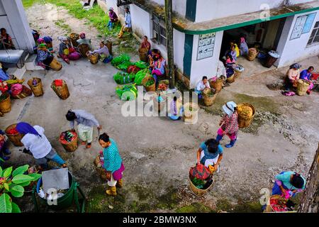 India, West Bengal, Darjeeling, Castleton tea estate, tea picker ...