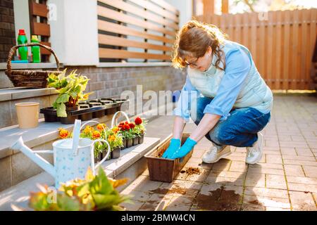 Gardeners hands planting flowers in pot with dirt or soil at back yard. An elderly woman is planting flowers in her house Stock Photo