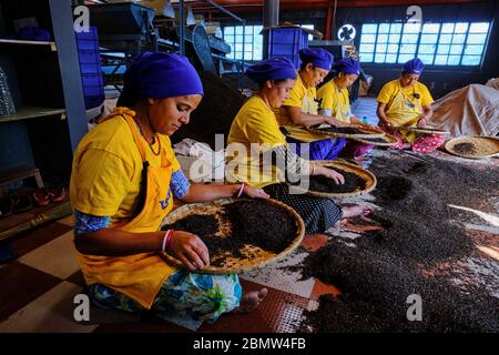 India, West Bengal, Darjeeling, Jogmaya Tea Estates Factory Stock Photo