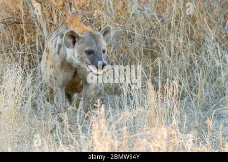 Spotted Hyena (Crocuta crocuta), an adult standing among vegetation, Mpumalanga, South Africa Stock Photo