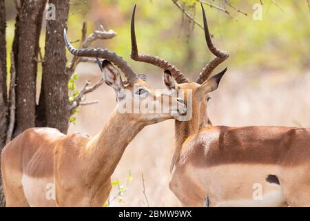 Impala (Aepyceros melampus), two adult males in mutual grooming, Mpumalanga, South Africa Stock Photo