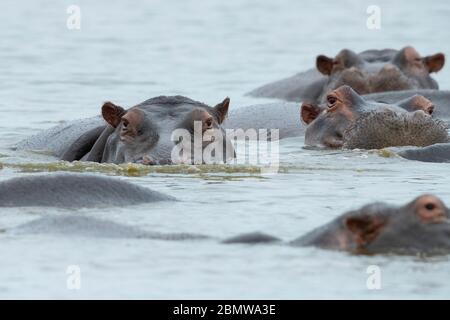 Hippopotamus (Hippopotamus amphibius), close-up of heads emerging from the water, Mpumalanga, South Africa