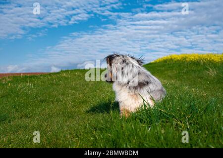 Australian Shepherd on green gras infront of blue cloudy sky looking back Stock Photo