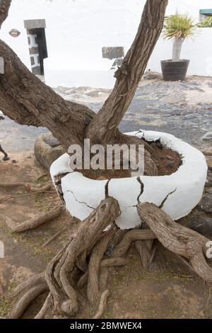 Louis roots hi-res stock photography and images - Alamy