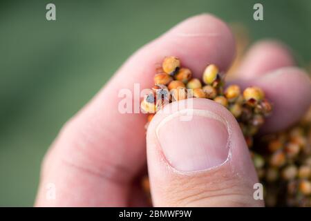 Farmer examining Sorghum bicolor crop in field, close up of male hand Stock Photo