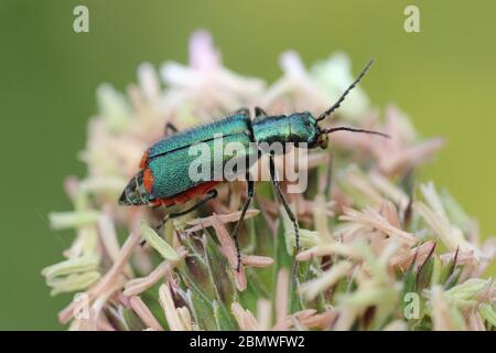 Red-tipped Flower Beetle - Malachius bipustulatus Stock Photo