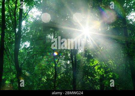 Bright lit morning sun dawn beams on green leaves trees background close up, summer sunny day forest landscape, sunlight glow on green foliage Stock Photo