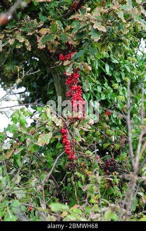 Ripe Black Bryony berries hanging from a Common Oak tree in an English hedgerow. Stock Photo