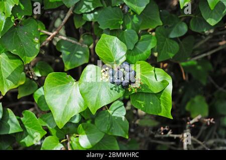 Ripe Ivy berries.  Hedera helix. Stock Photo