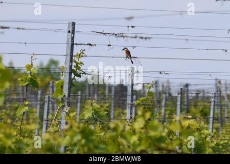 a male red-backed Shrike in a Vineyard Stock Photo