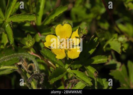 Potentilla reptans,  Creeping Cinquefoil Flower Stock Photo