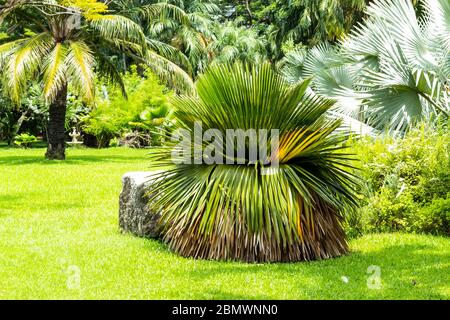 Palm trees planted on the lawn in a park. Stock Photo