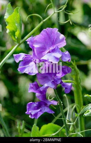 Blue flowers of sweet pea Oxford Blue, Lathyrus odoratus Oxford Blue Stock Photo