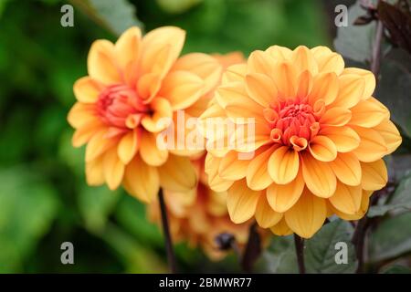 The orange-bronze flowers of decorative Dahlia 'David Howard' Stock Photo