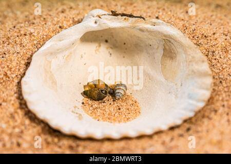Three small seashells from European beaches contained within a large shell resting on sand. Stock Photo