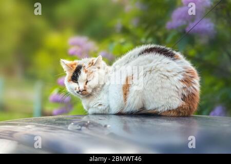 A homeless white-red cat sits on the roof of a car against a background of green nature. Stock Photo