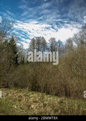 Tree Before Spring spring landscape with trees that have shown the first leaves Stock ...