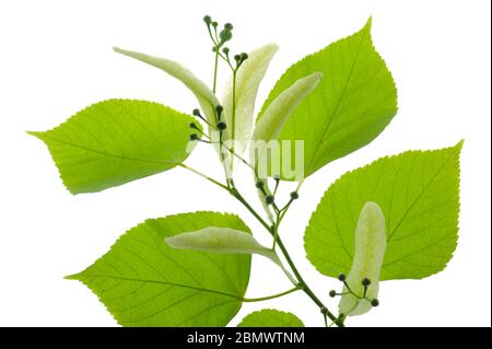 single twig with leaves of linden tree and blooming pollen isolated over white background Stock Photo