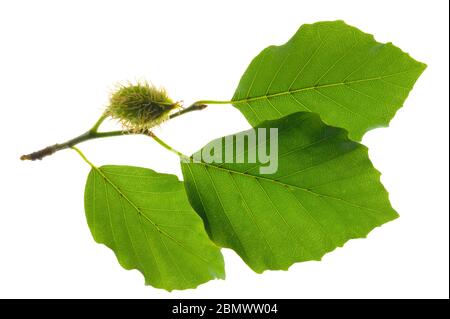 single twig with leaves of beech tree with fruits isolated over white background Stock Photo