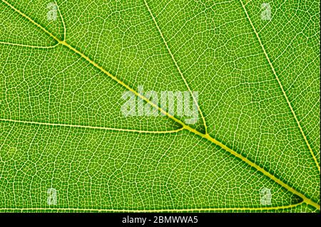 leaf of beech tree isolated Stock Photo