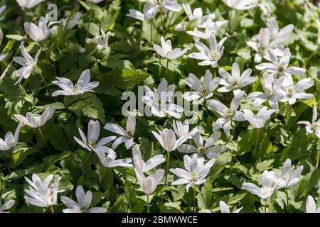 A clump of snowdrops. The first spring flowers. Stock Photo